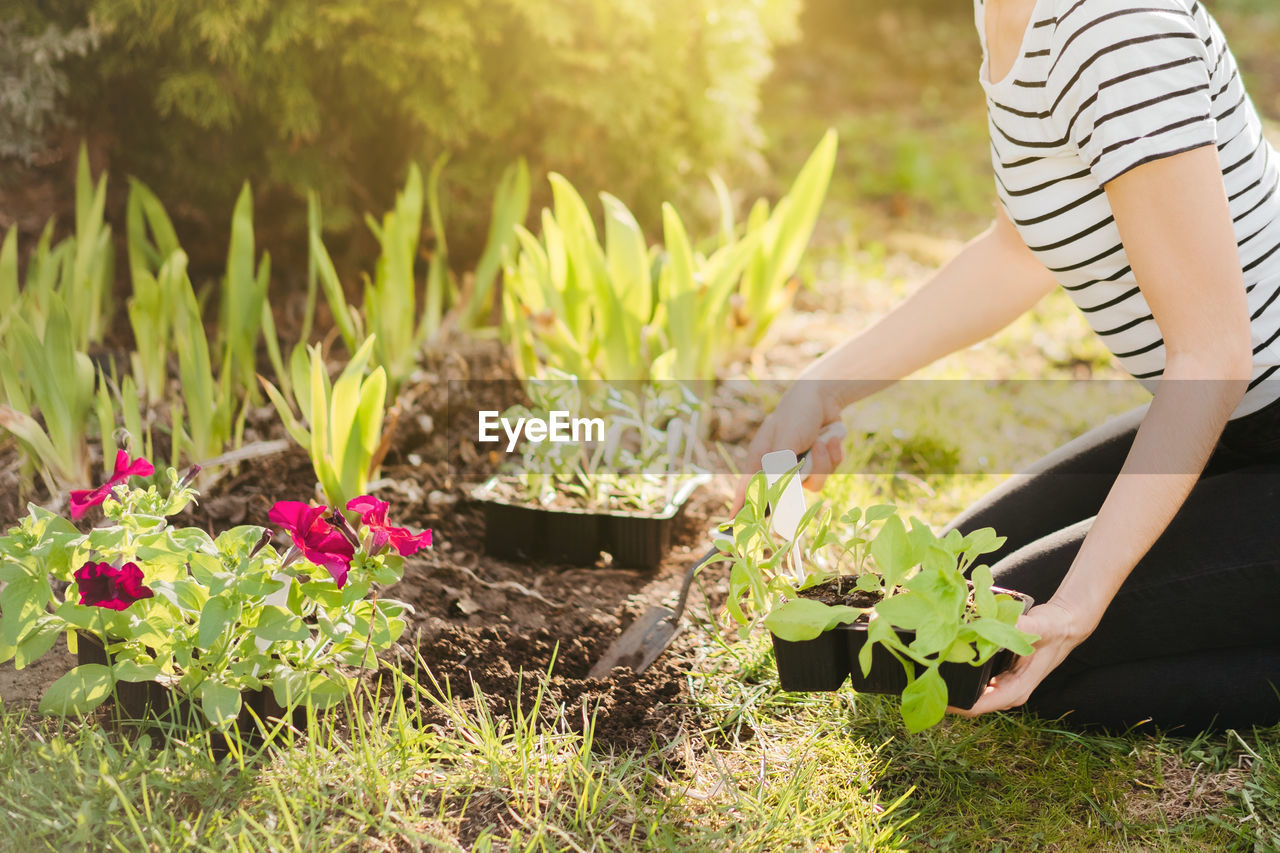 A young woman planting petunia flowers in the garden. gardening, botanical concept. selective focus.