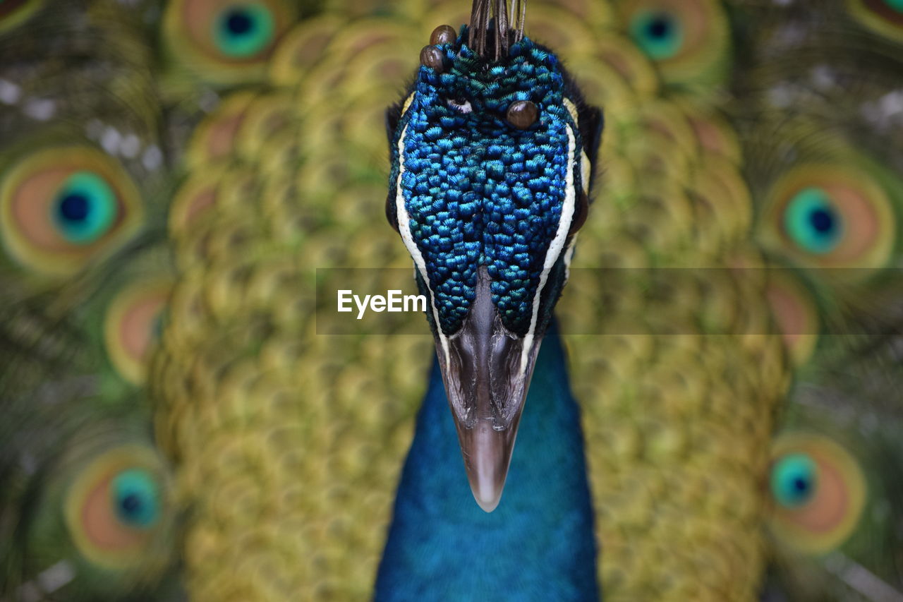 Close-up of peacock