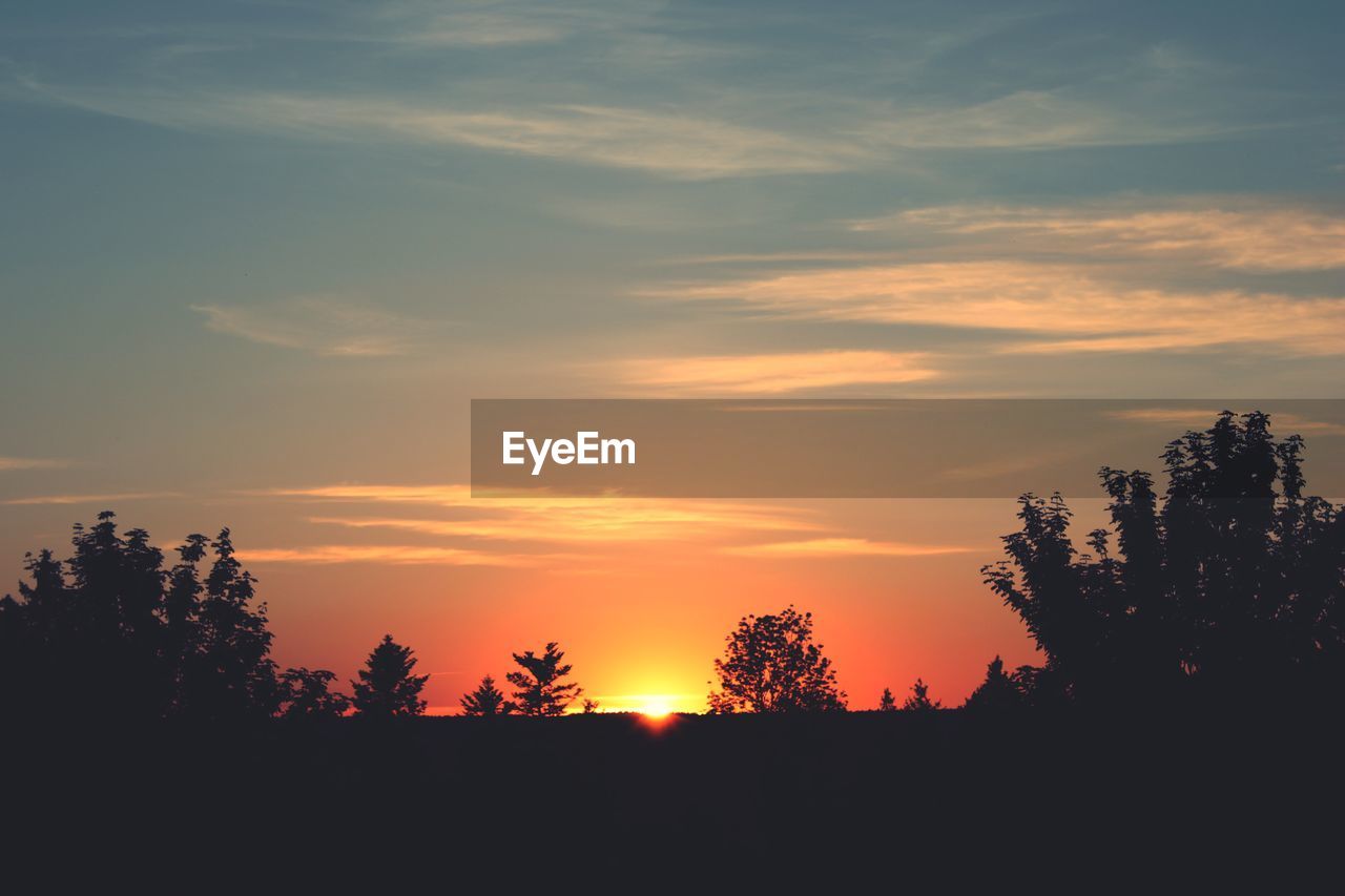 SILHOUETTE TREES AND PLANTS AGAINST SKY DURING SUNSET