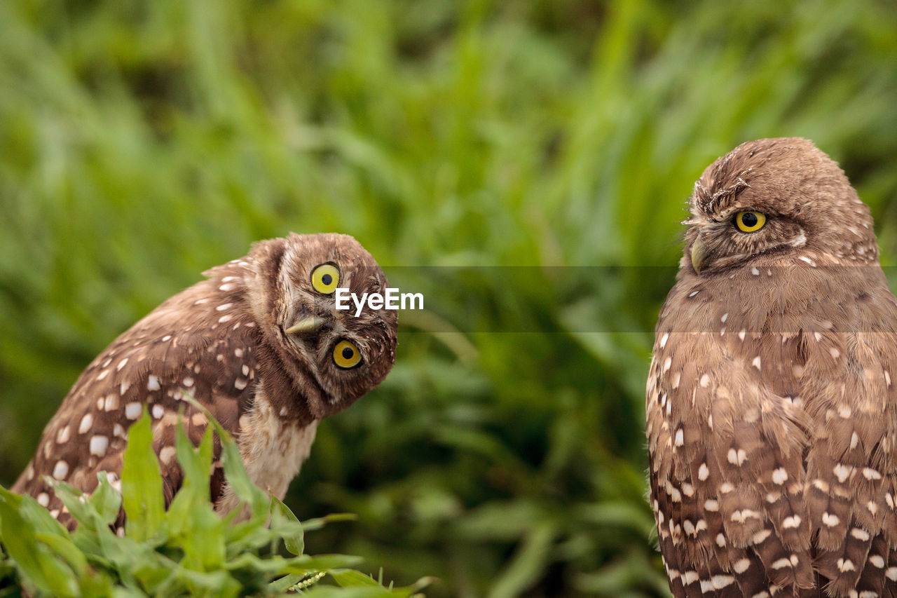 Funny burrowing owl athene cunicularia tilts its head outside its burrow on marco island, florida