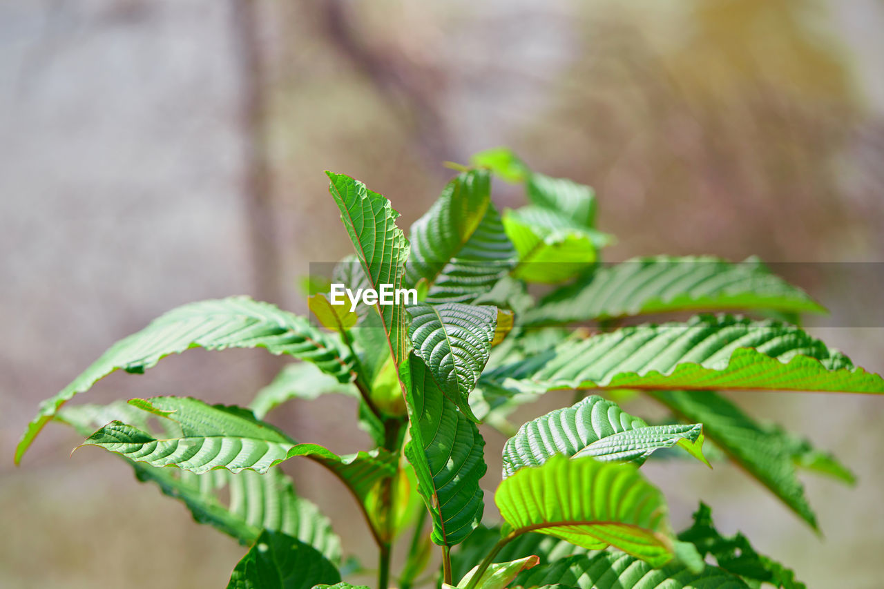 Close-up of freshh mitragyna speciosa or kratom leaves growing in the garden