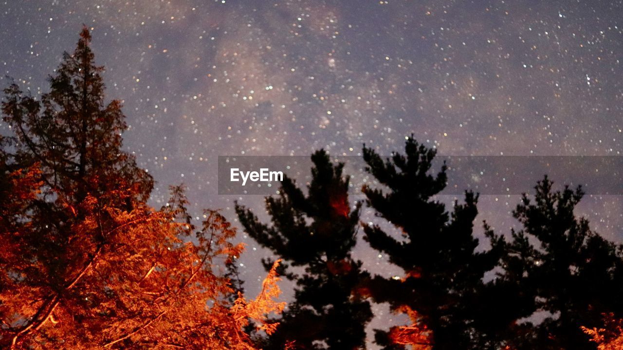 SCENIC VIEW OF SILHOUETTE TREES AGAINST SKY AT NIGHT