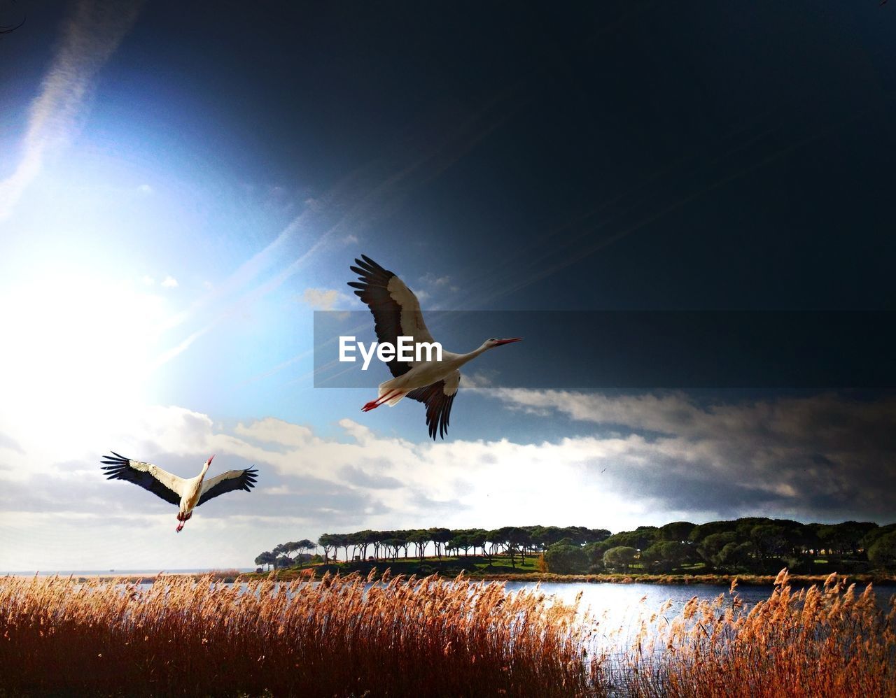 LOW ANGLE VIEW OF BIRDS FLYING OVER WHITE BACKGROUND