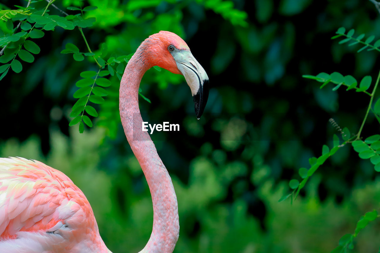 Close-up of flamingo