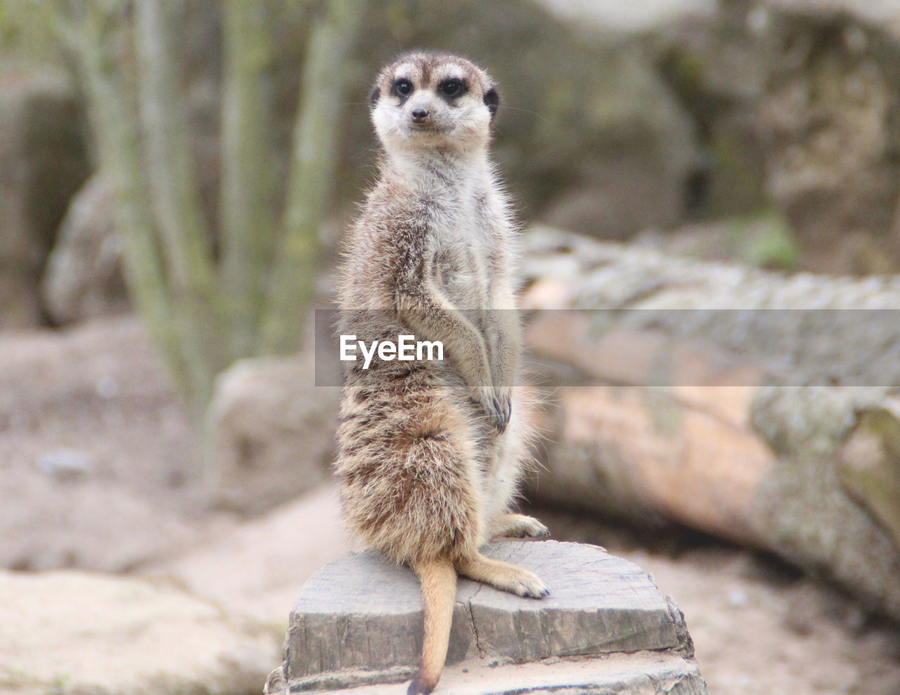 Close-up of meerkat against blurred background