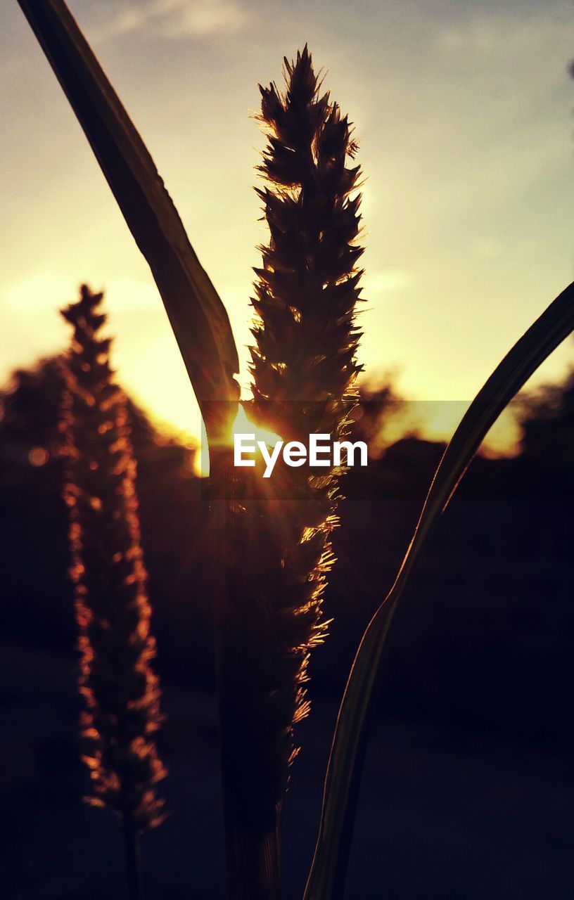 Close-up of silhouette plant against sky during sunset