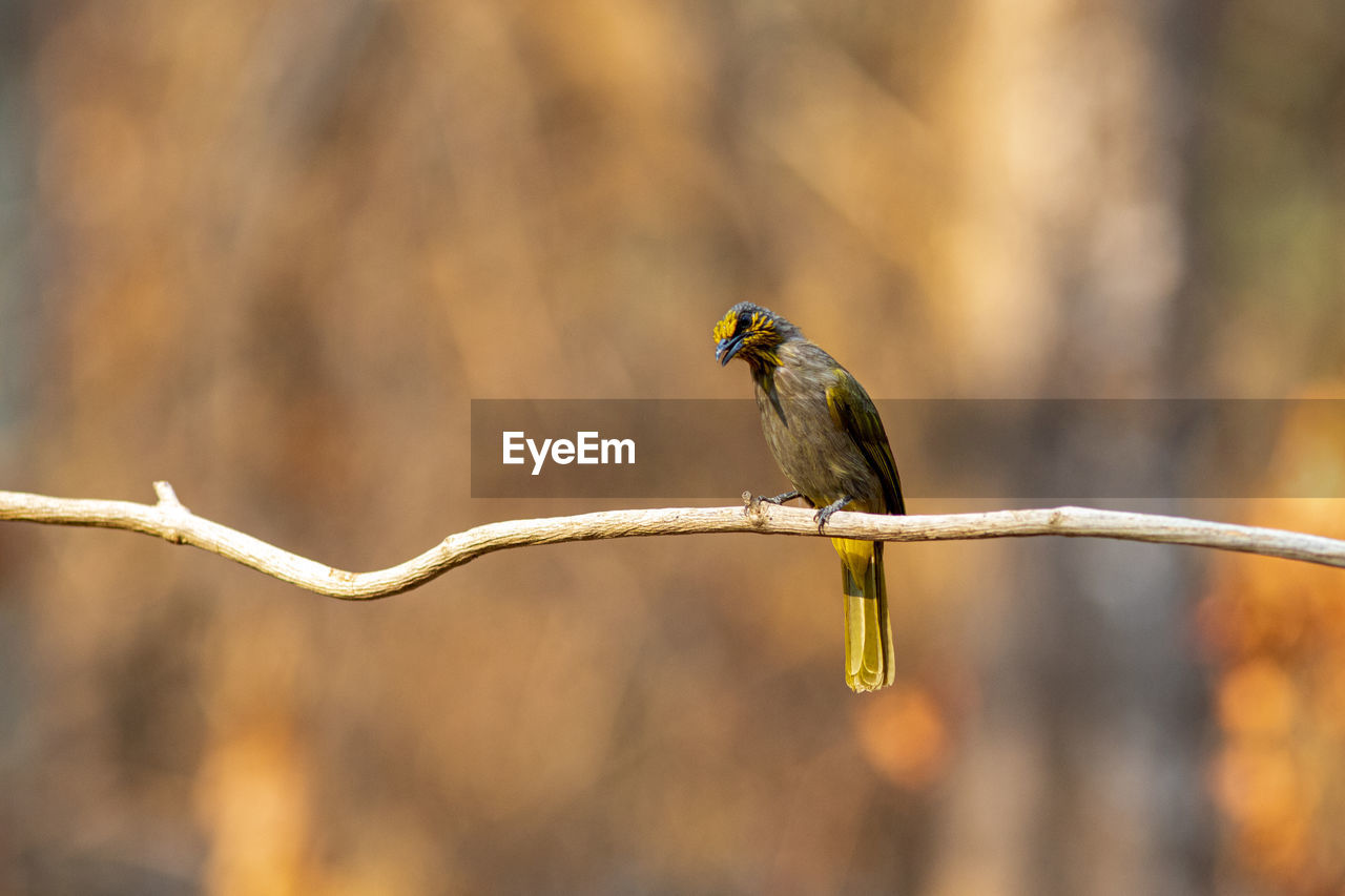 BIRD PERCHING ON A BRANCH