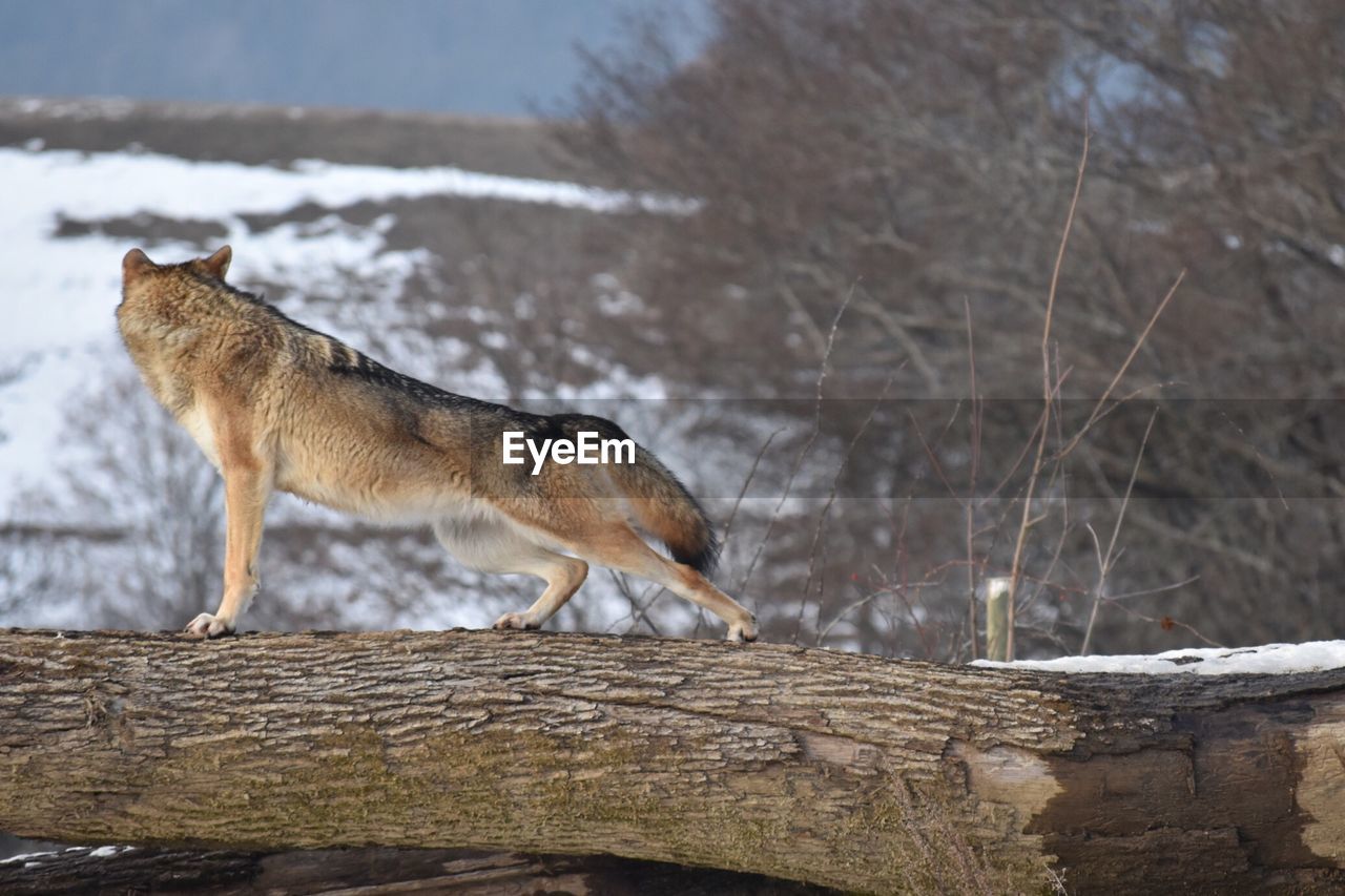 Wolf standing on log