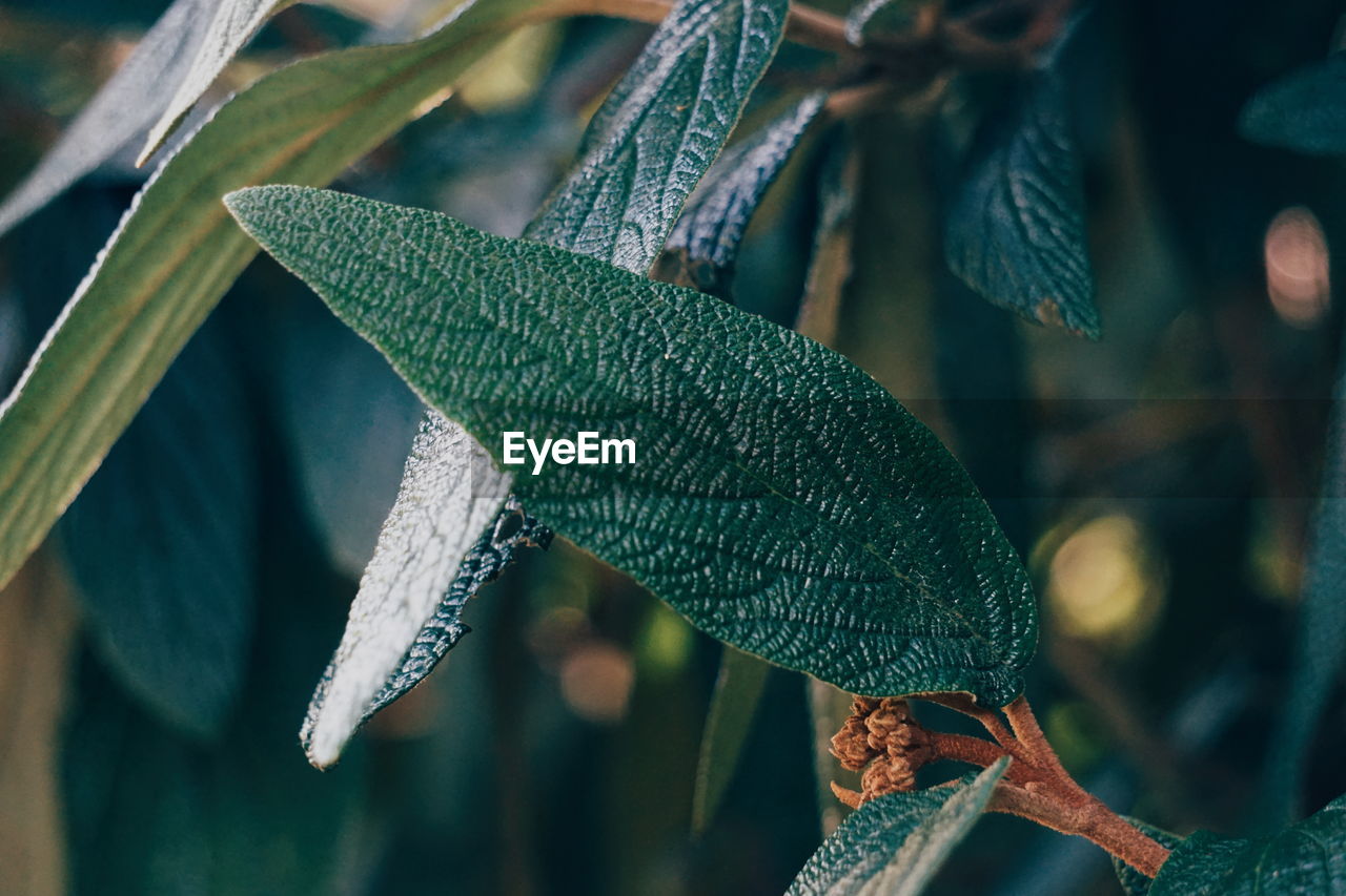 Close-up of frozen leaves