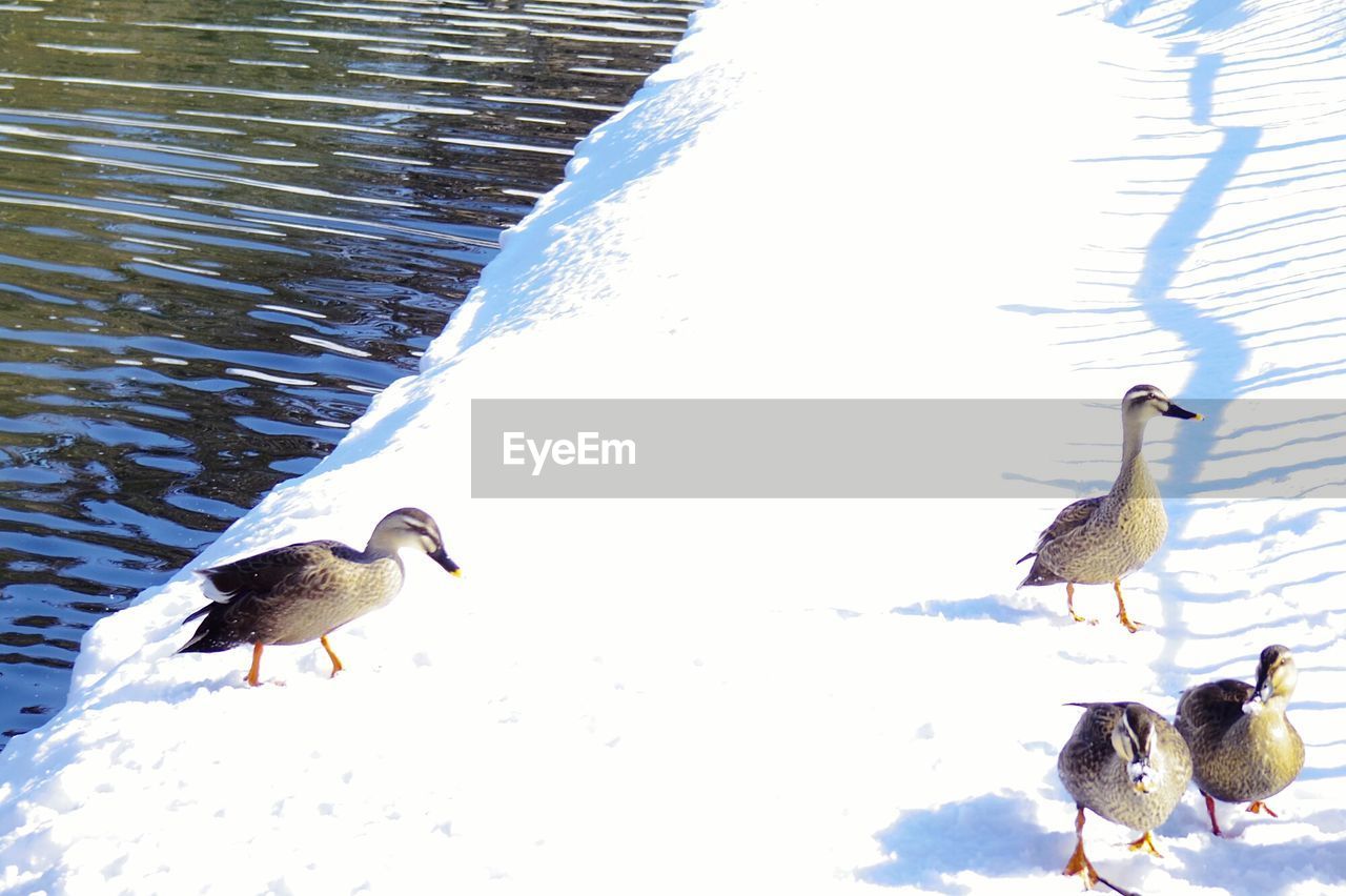 PIGEONS PERCHING ON SNOW