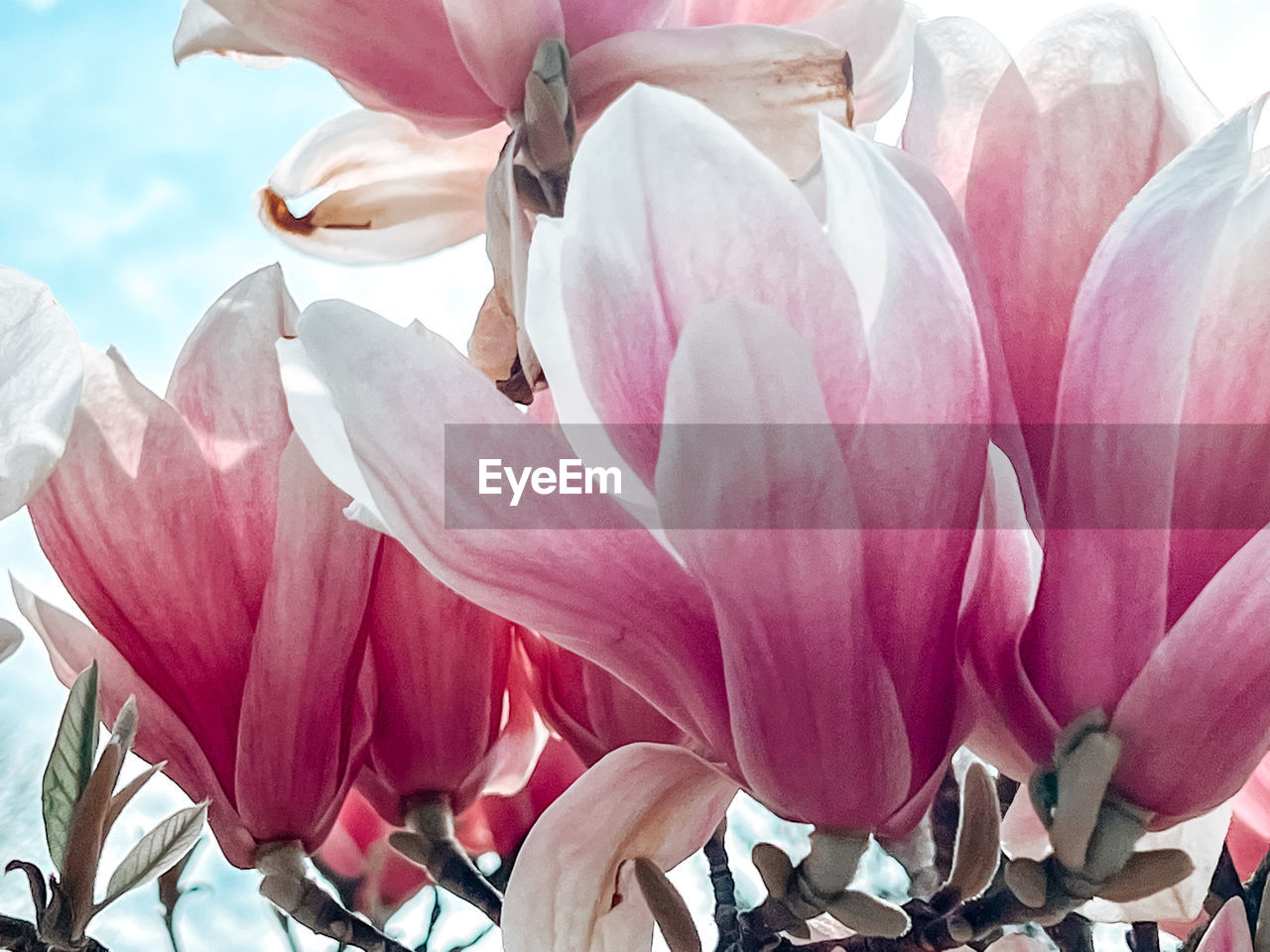 flower, plant, flowering plant, beauty in nature, freshness, pink, petal, magnolia, nature, close-up, fragility, growth, no people, flower head, inflorescence, day, outdoors, blossom, springtime