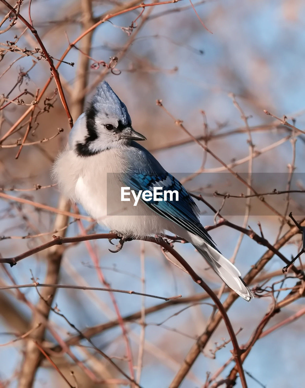 Bluejay in a tree