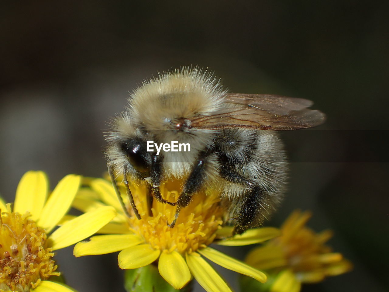 CLOSE-UP OF BEE POLLINATING ON YELLOW FLOWER