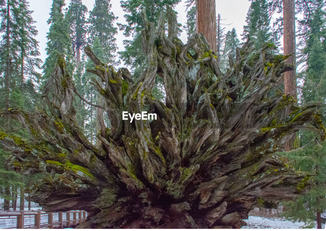 TREES GROWING IN FOREST