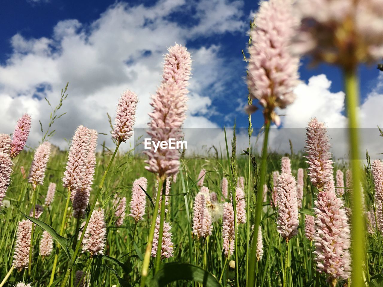 Close-up of bistort flowers growing on field against sky