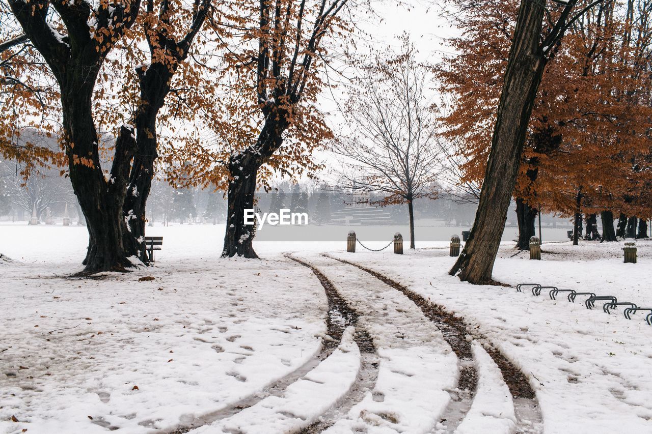 Bare trees on snow covered landscape