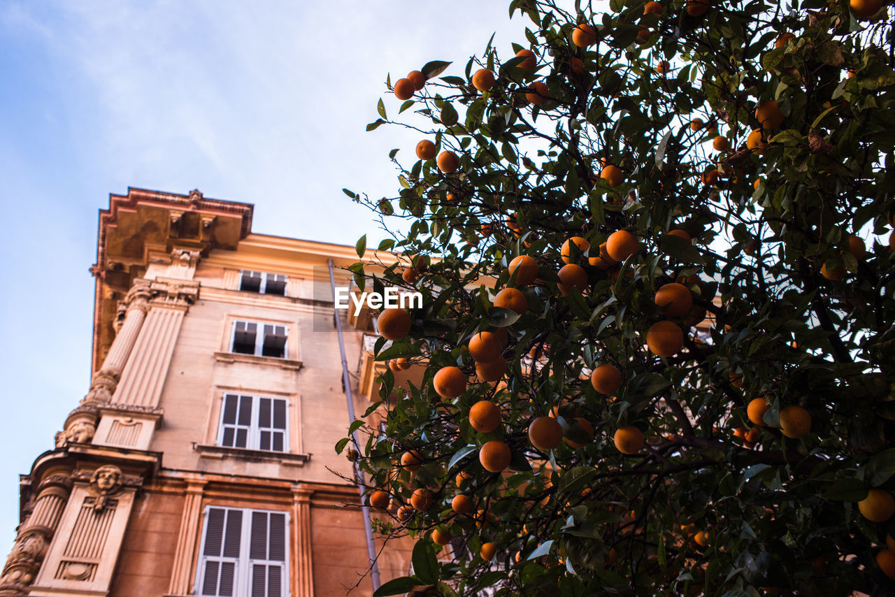 Low angle view of orange tree against sky in italy