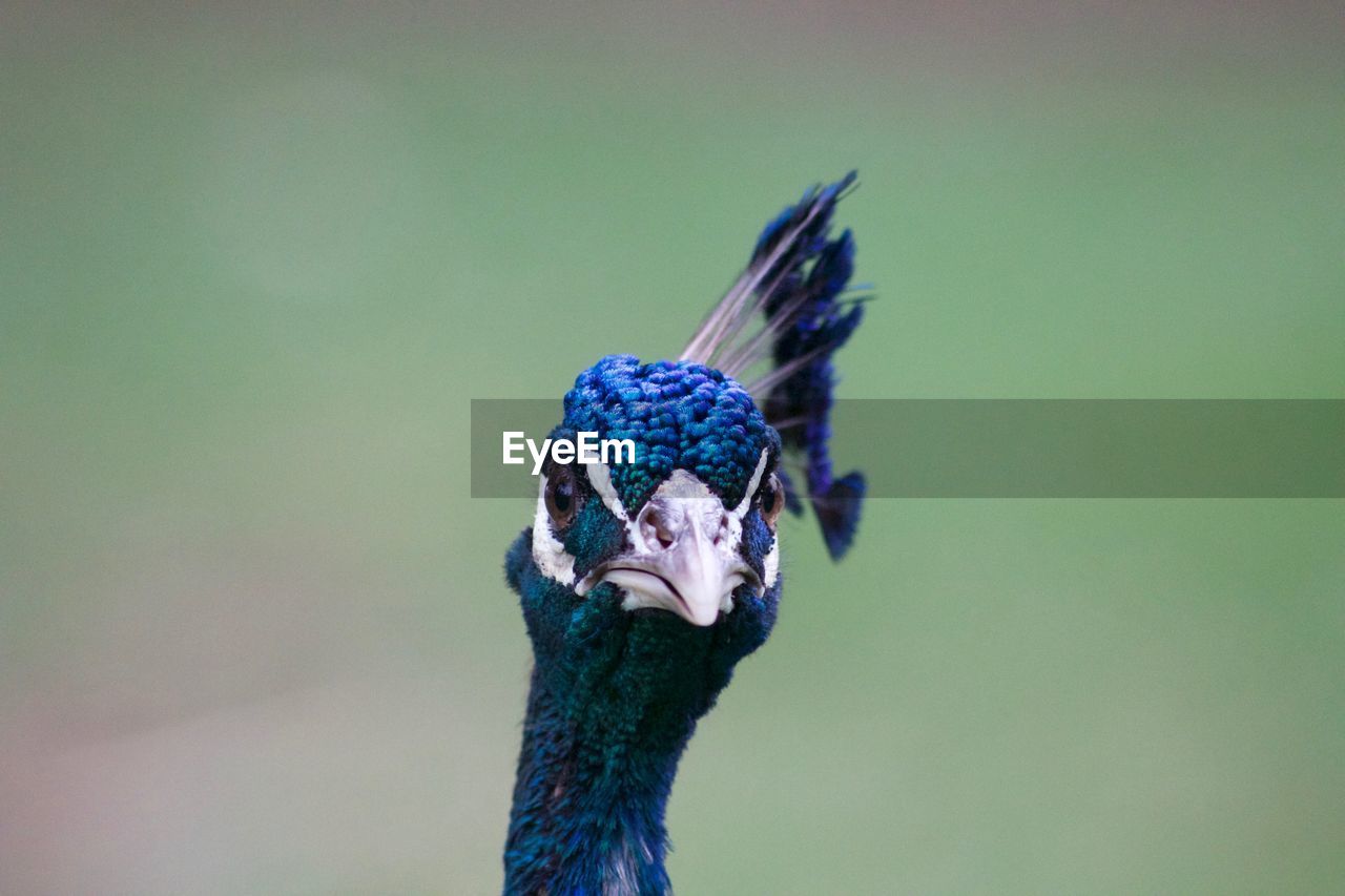Close-up of peacock against blurred background