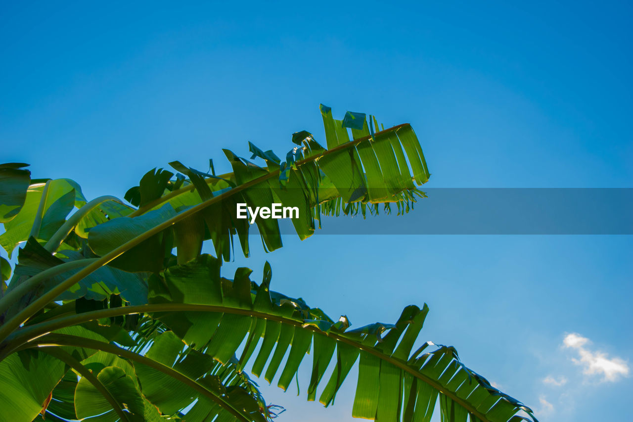 Low angle view of banana tree against blue sky