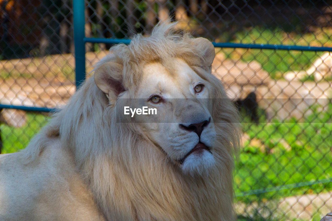 Close-up portrait of a lion in zoo