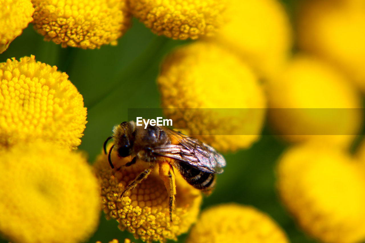 Close-up of bee pollinating on yellow flower