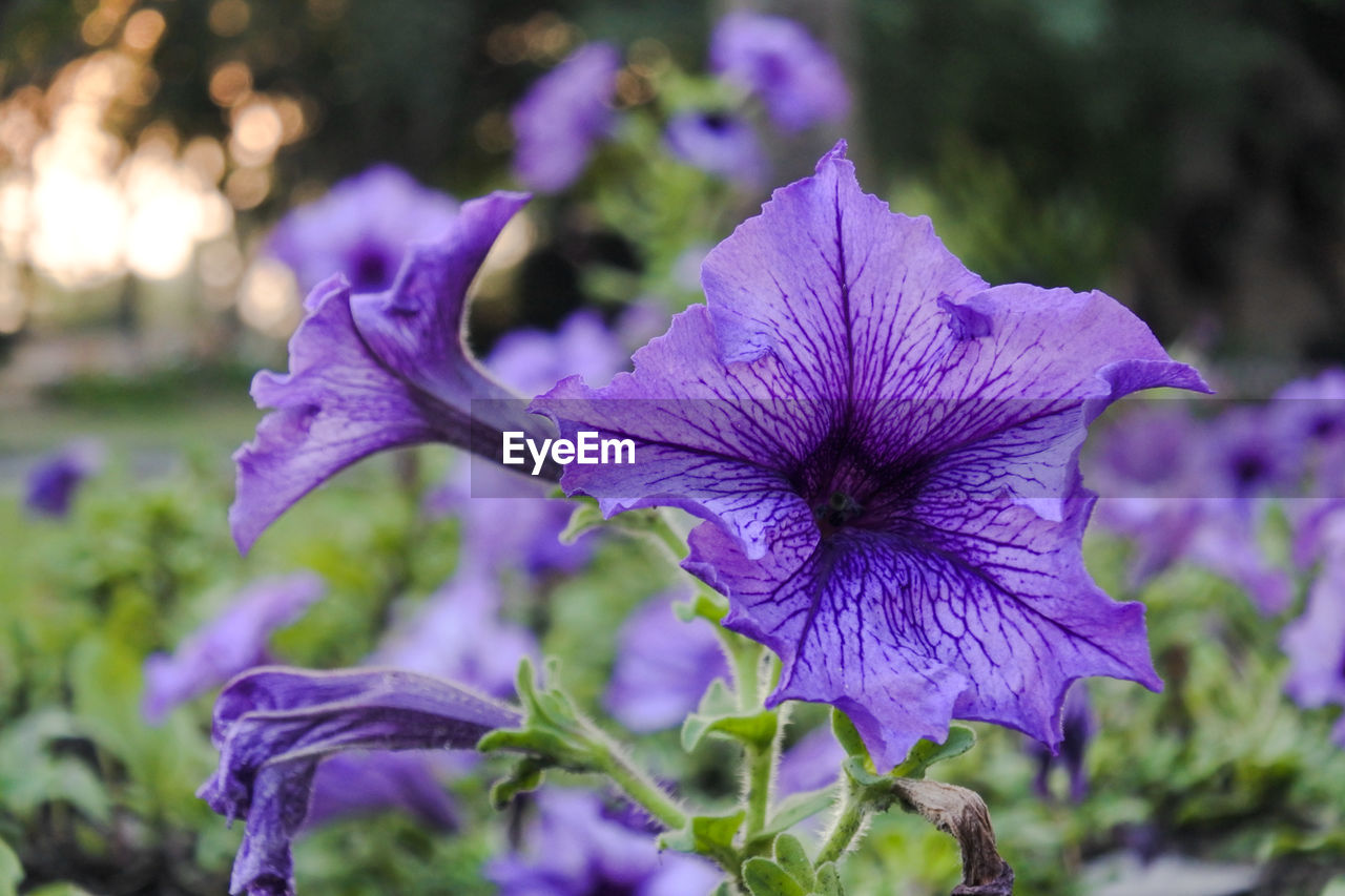 Close-up of purple iris flower