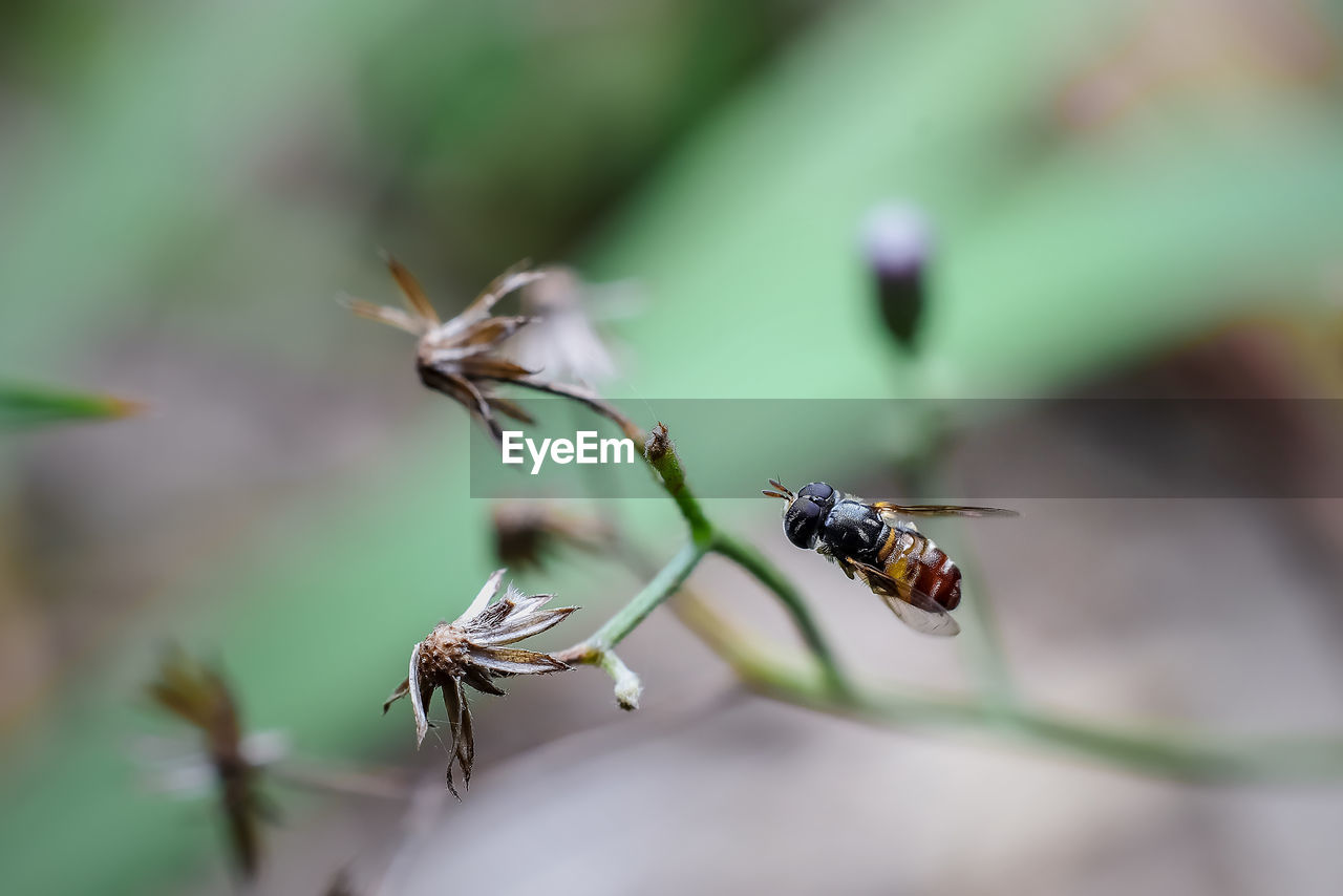 Close-up of bee pollinating on flower