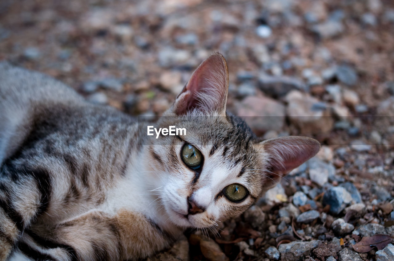 Close-up portrait of a cat