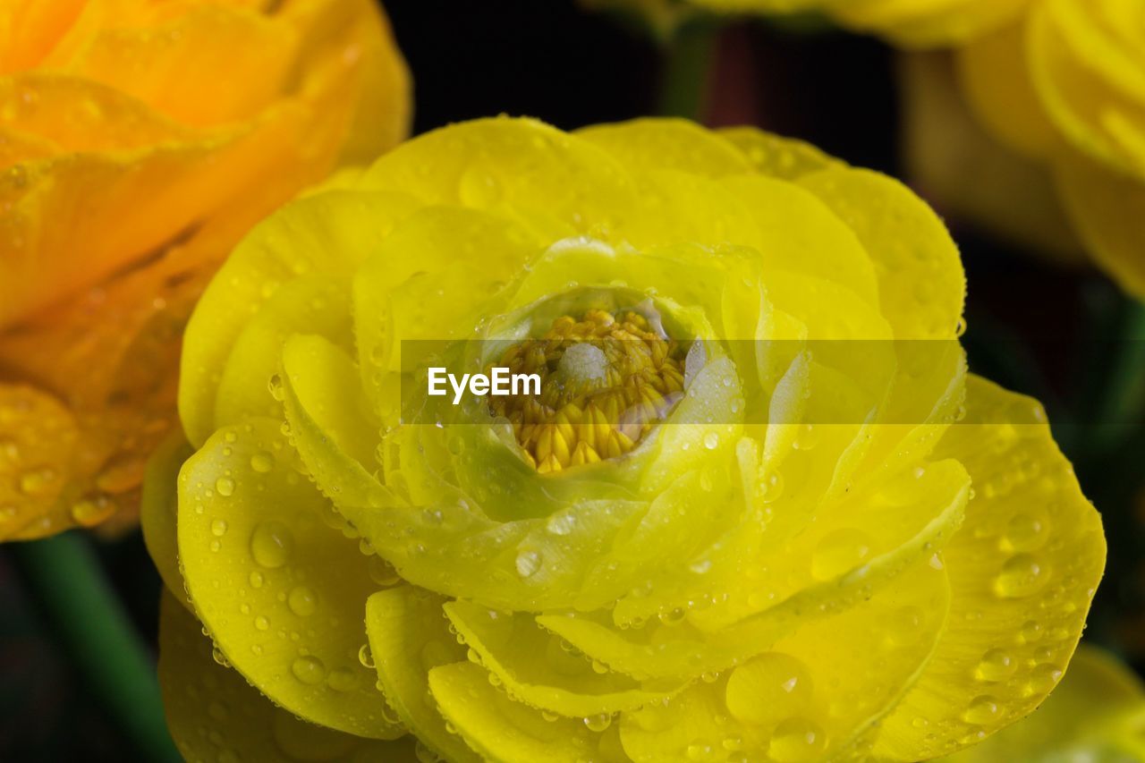CLOSE-UP OF WET YELLOW ROSE IN WATER DROPS ON RED LEAF