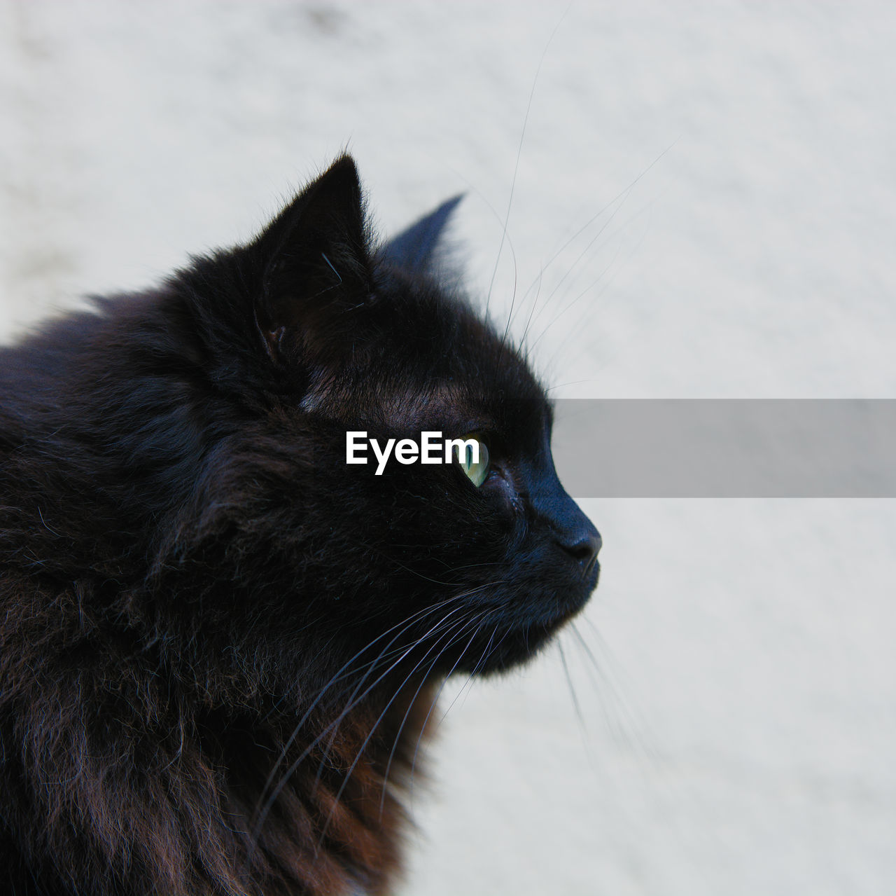 CLOSE-UP OF CAT