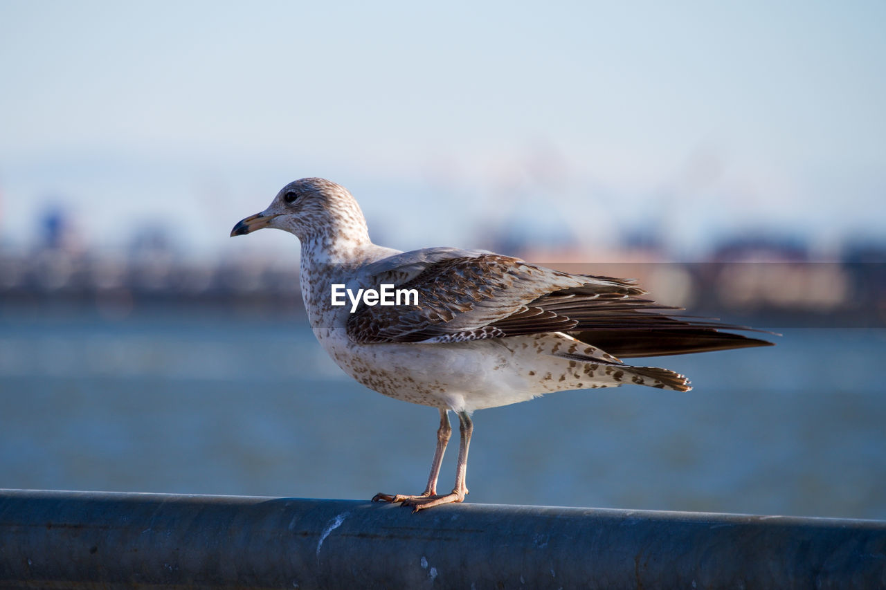 animal themes, bird, animal, animal wildlife, wildlife, one animal, water, gull, focus on foreground, nature, sea, no people, perching, beak, side view, day, seagull, seabird, railing, full length, european herring gull, outdoors, sky, architecture, close-up