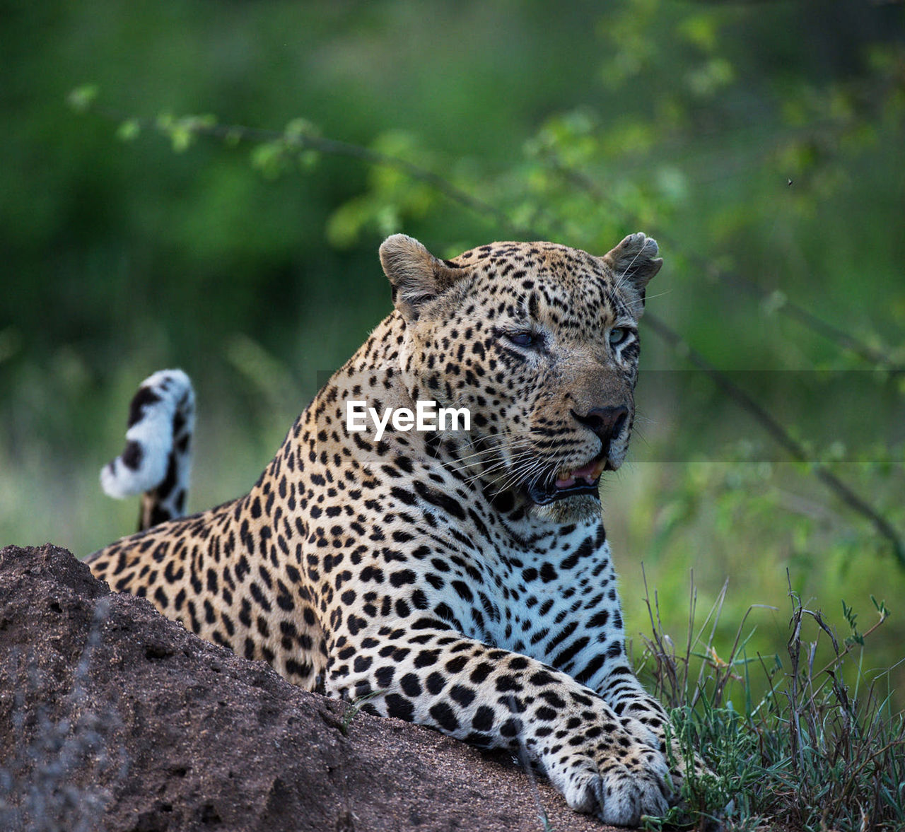 Full length of a cat