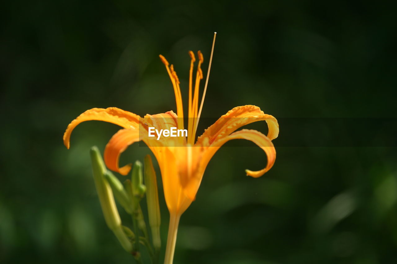 Close-up of orange flowering plant