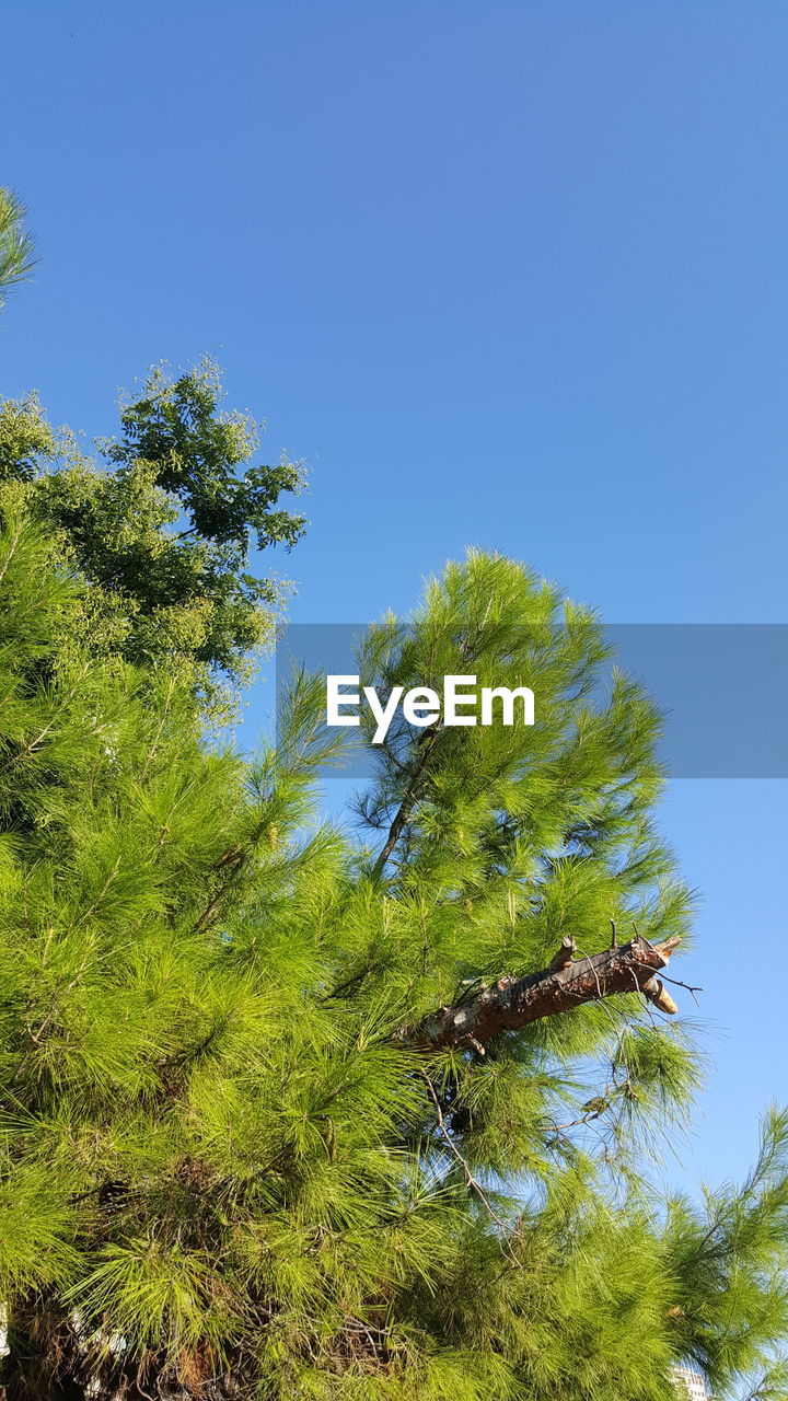 LOW ANGLE VIEW OF TREE AGAINST SKY