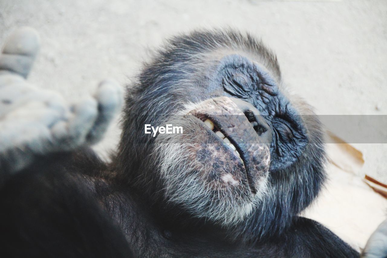 Close-up of gorilla sleeping