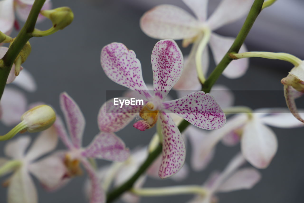 CLOSE-UP OF PINK FLOWER