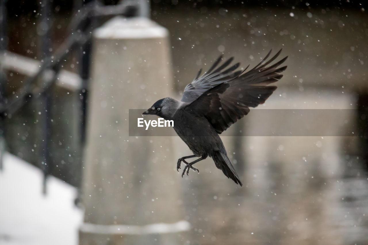 Bird flying in snow