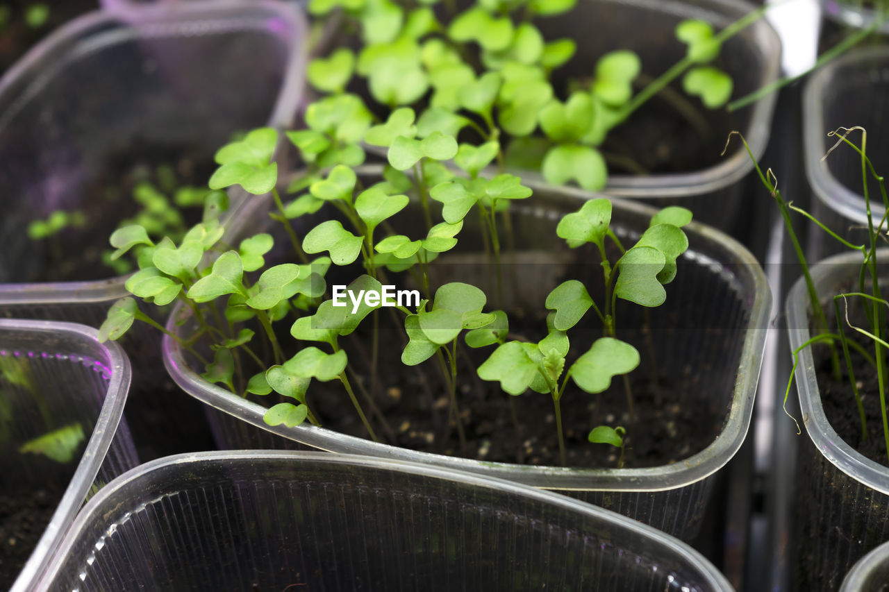 Growing basil. fresh sprouts of green basil. young basil seedling growing in plastic containers.