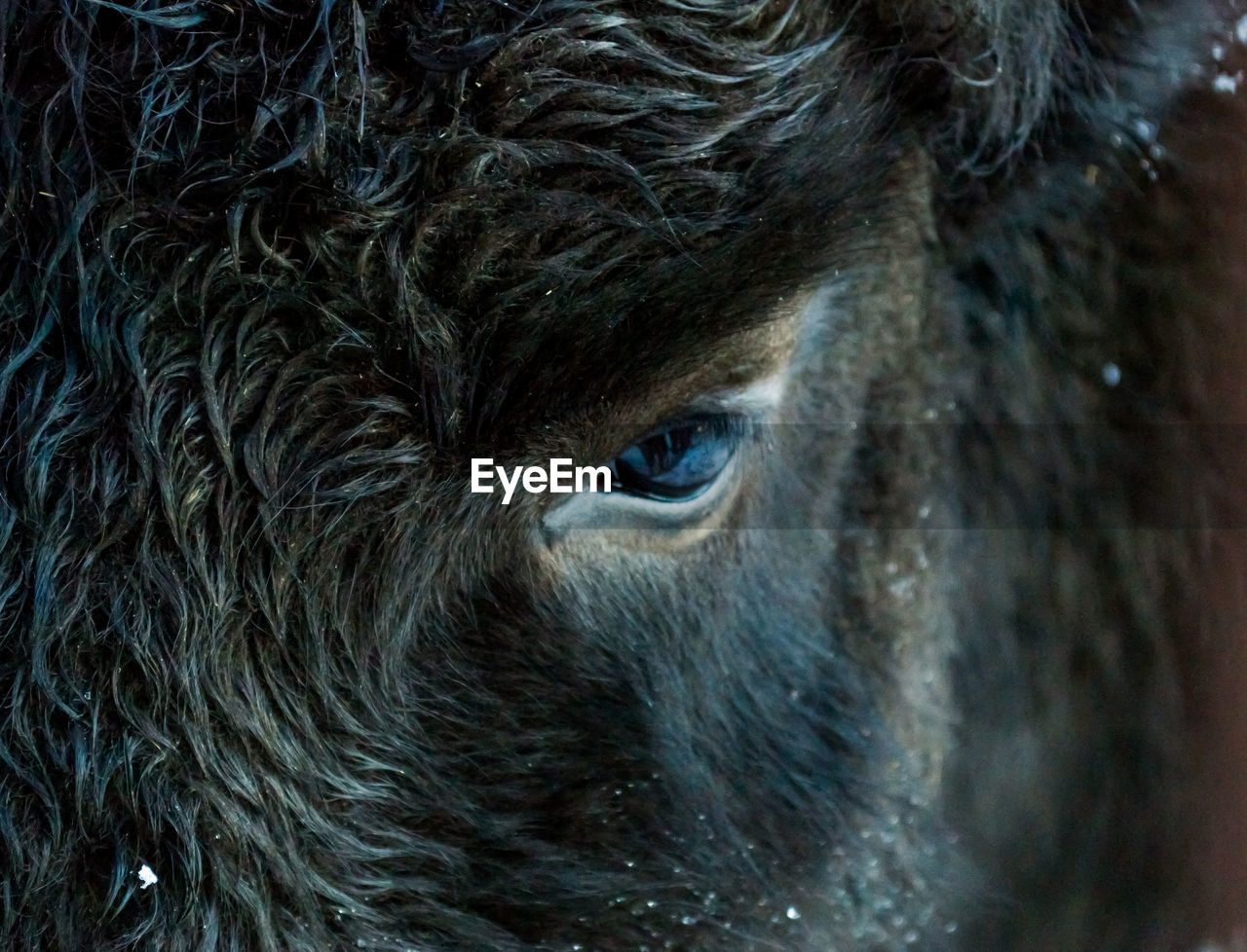 Close-up of a buffalo