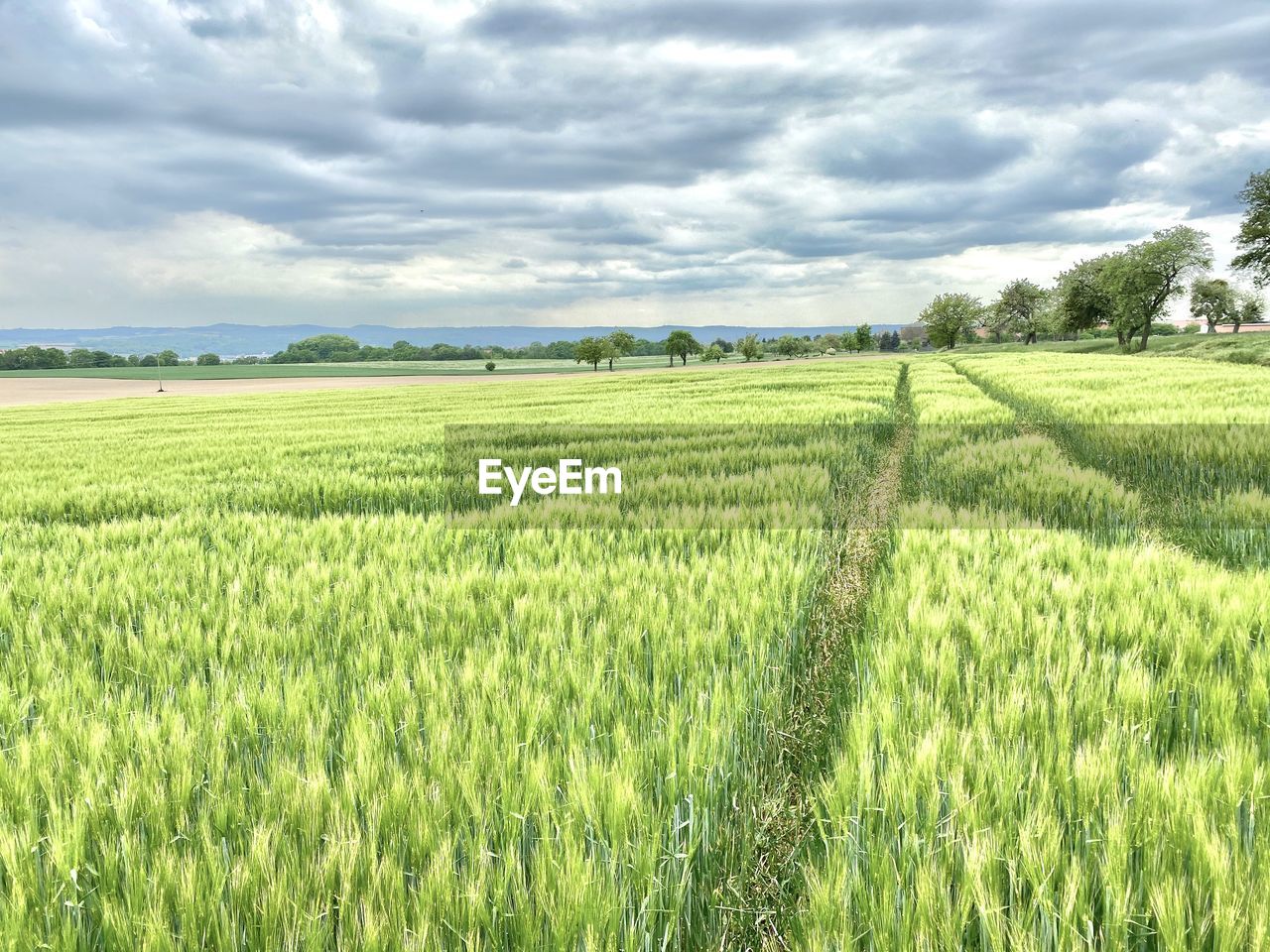 Scenic view of agricultural field against sky