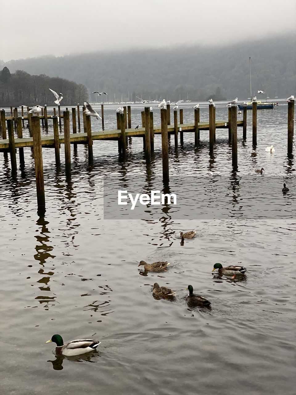 DUCKS SWIMMING ON LAKE