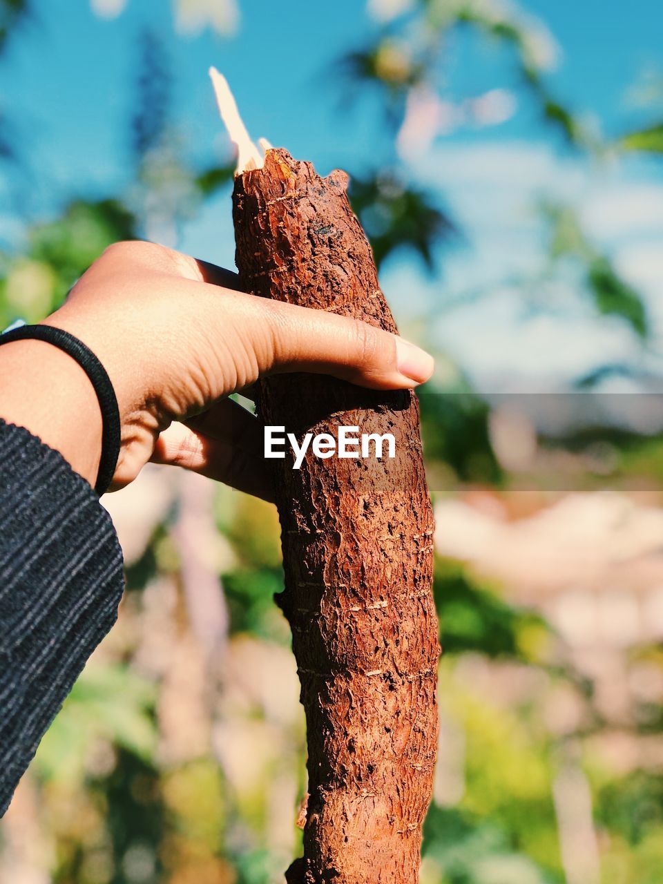 Close-up of woman hand holding cassava