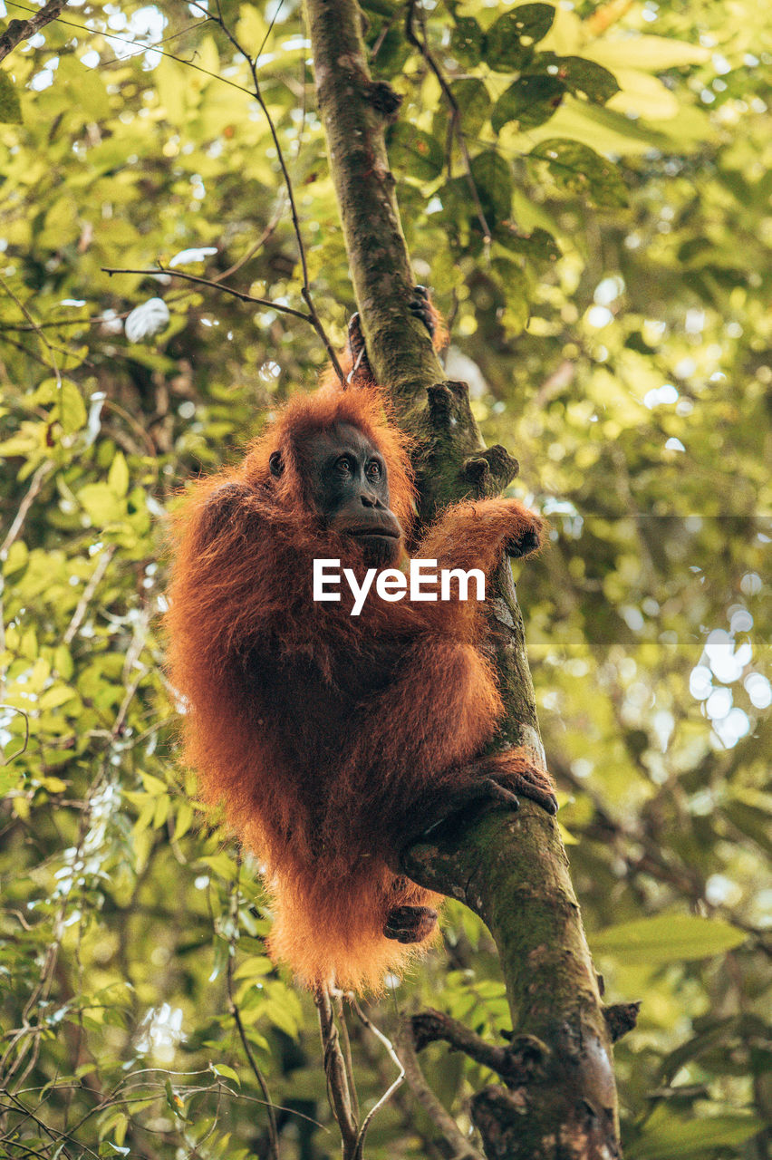 Close-up of monkey on tree