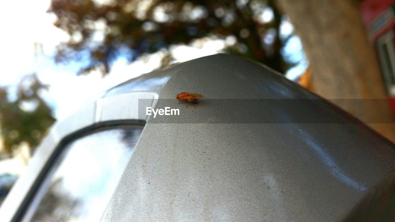 Close-up of insect on metal