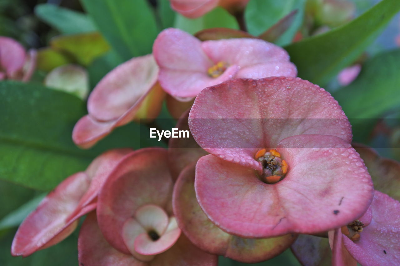 CLOSE-UP OF PINK FLOWER