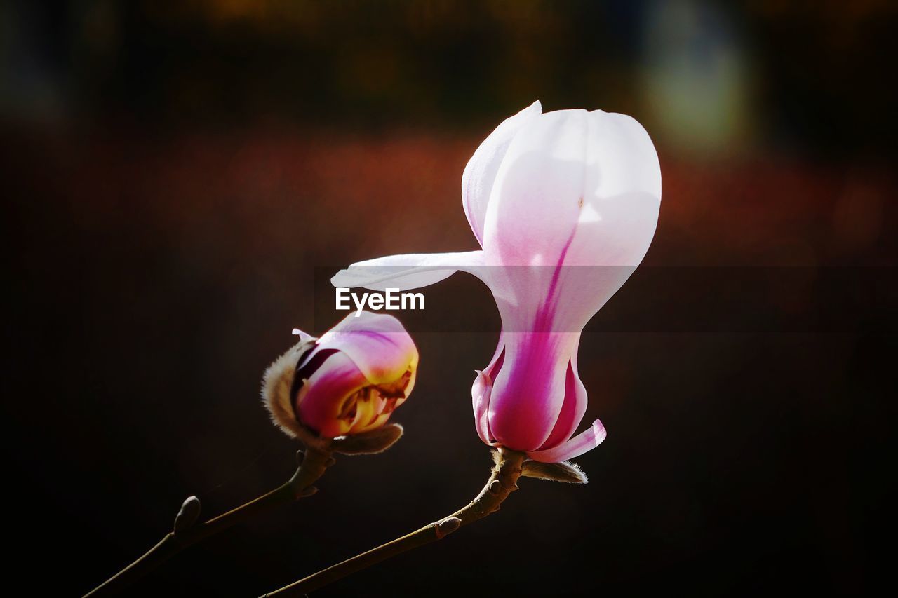 Close-up of flower blooming outdoors