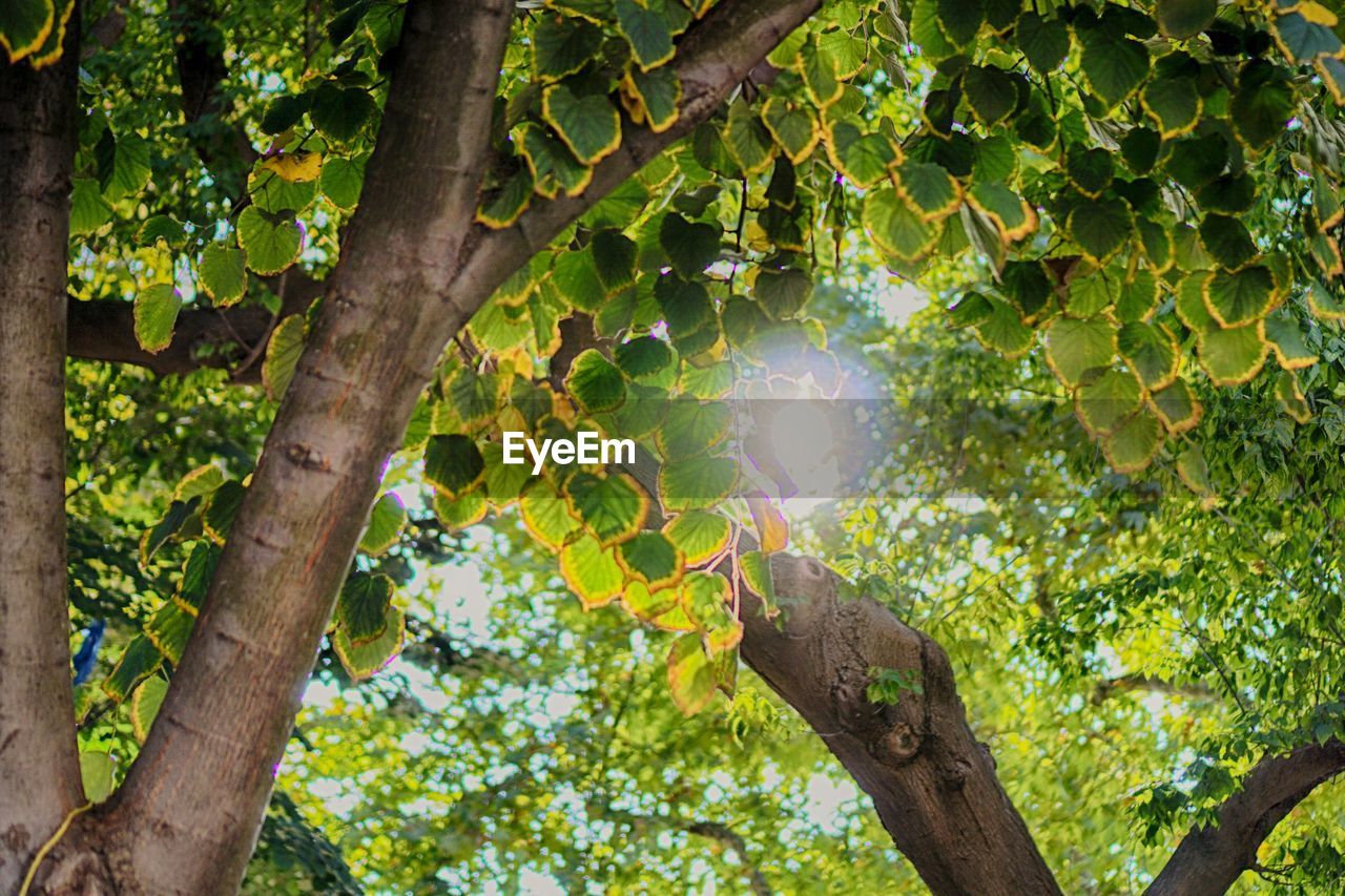 LOW ANGLE VIEW OF TREES