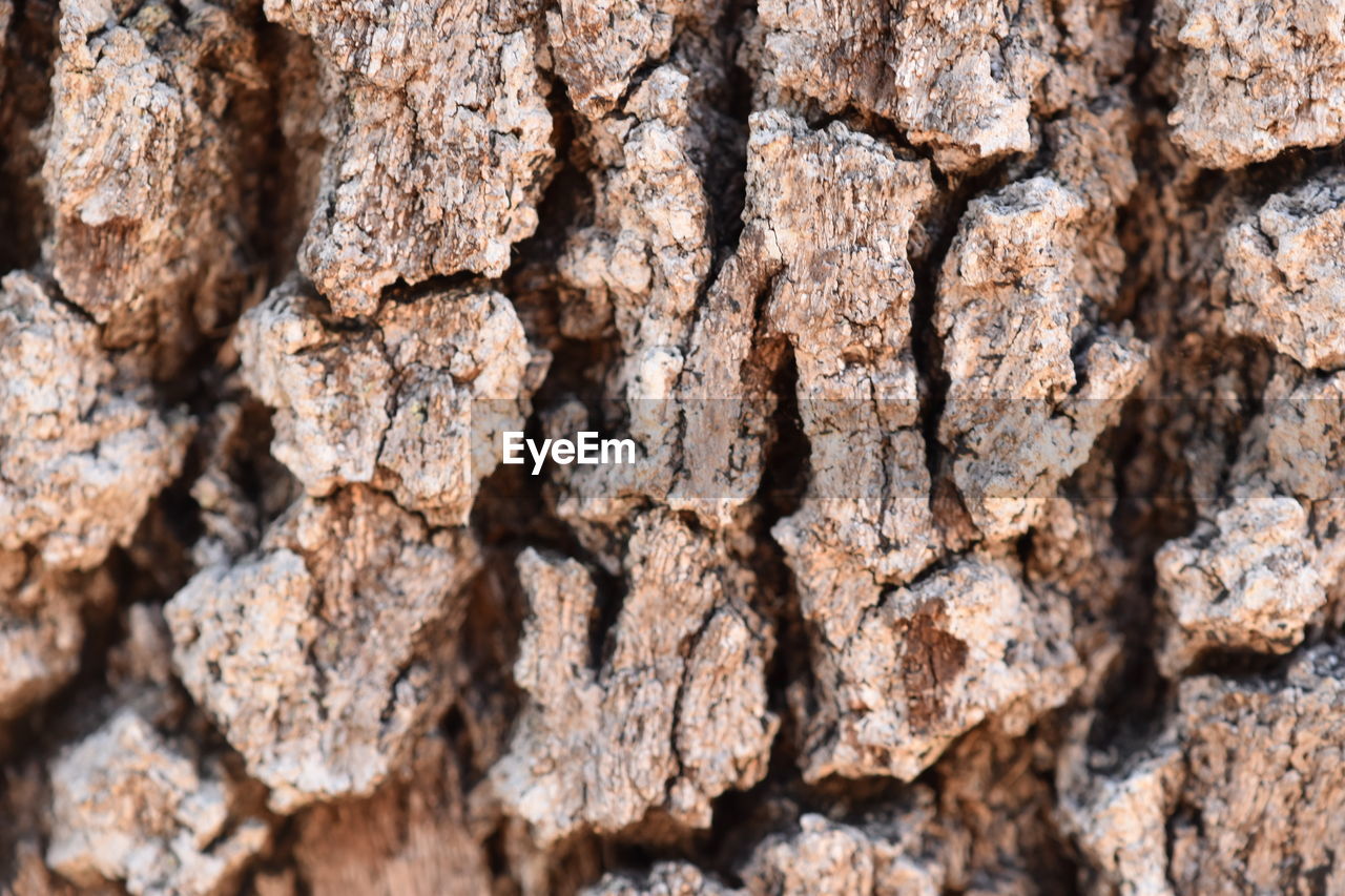 CLOSE-UP OF TREE BARK