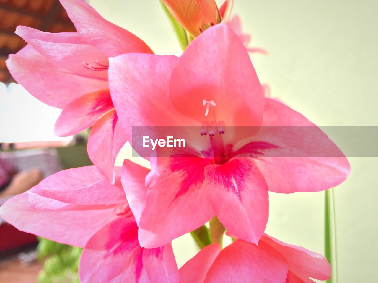 CLOSE-UP OF PINK ORCHID BLOOMING