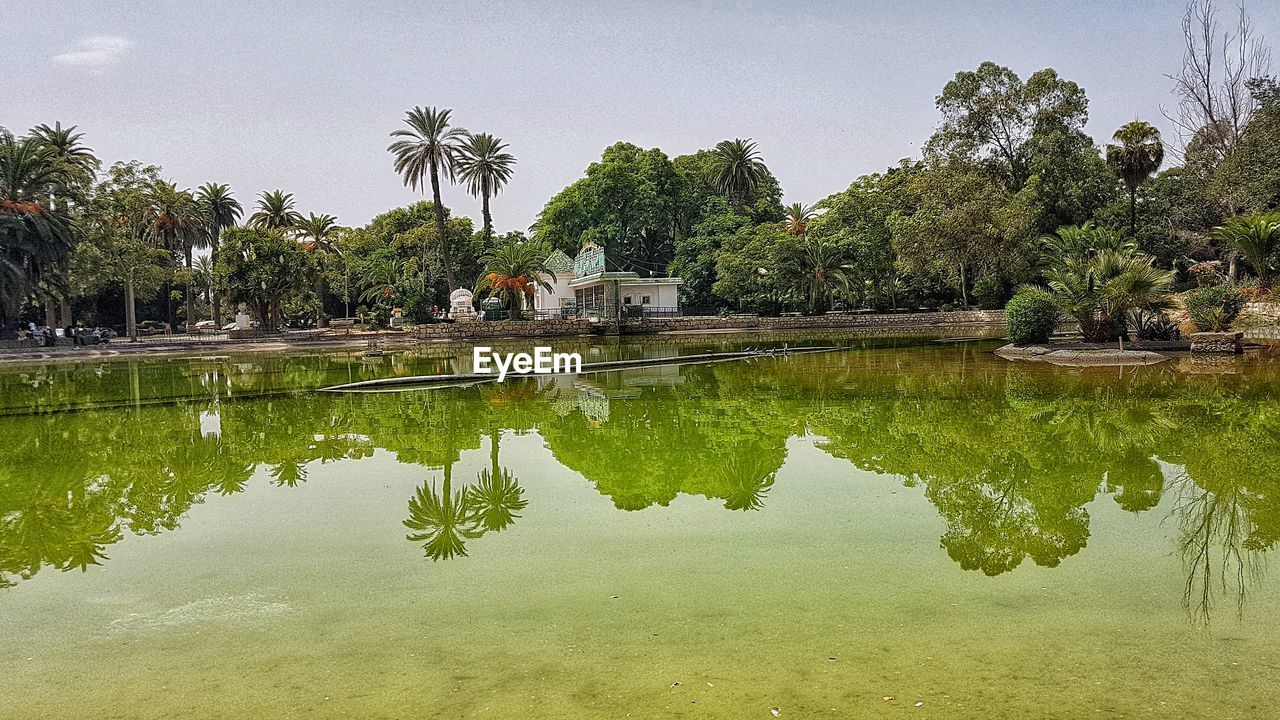 REFLECTION OF PALM TREES IN LAKE